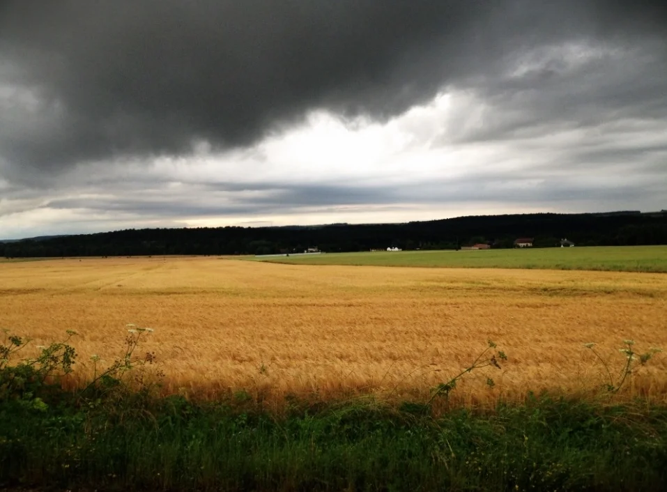 Our field