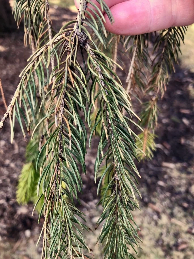 Early Spring Pests The Spruce Spider Mite Nels Johnson Tree Experts