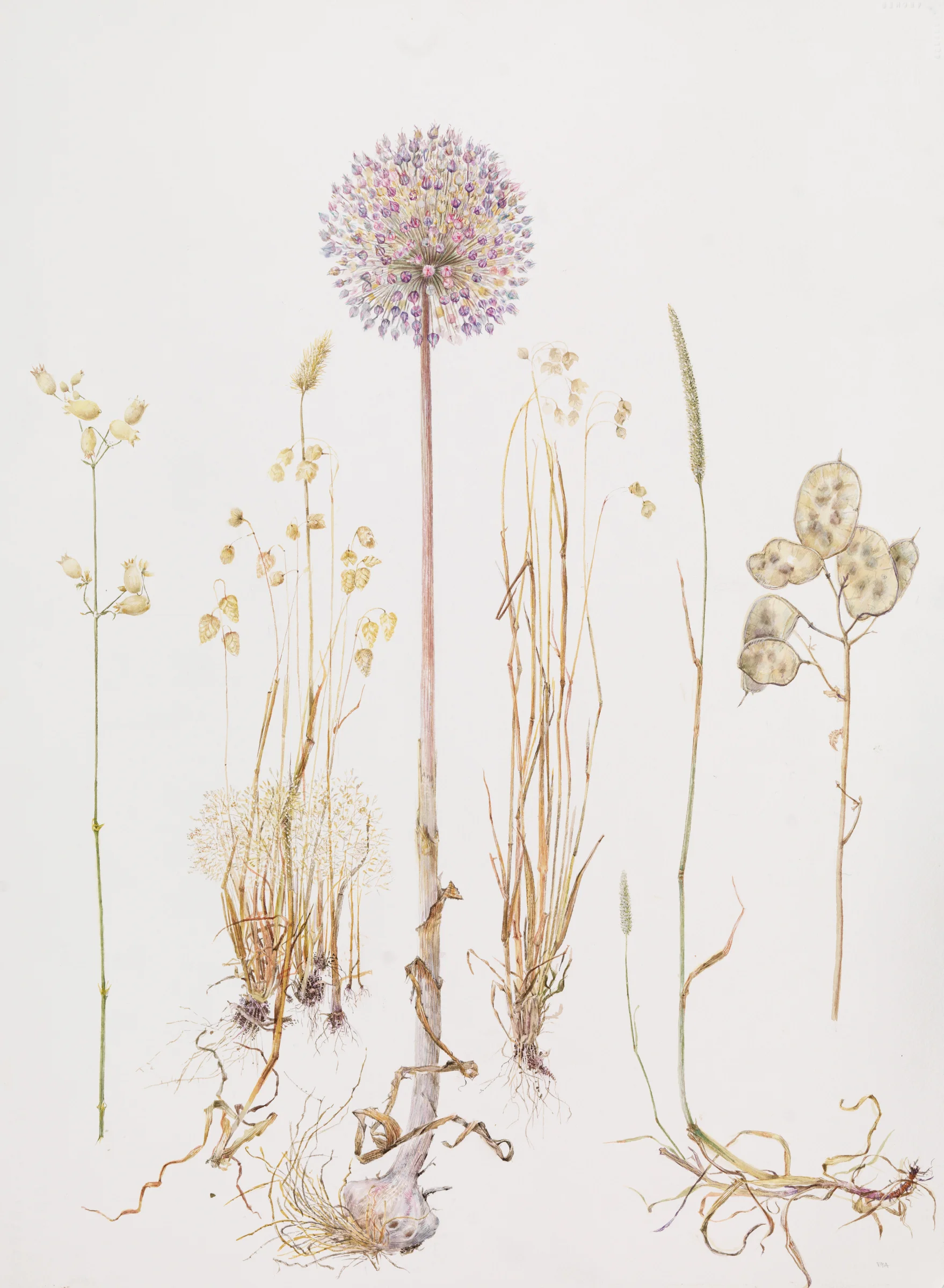 Alliums