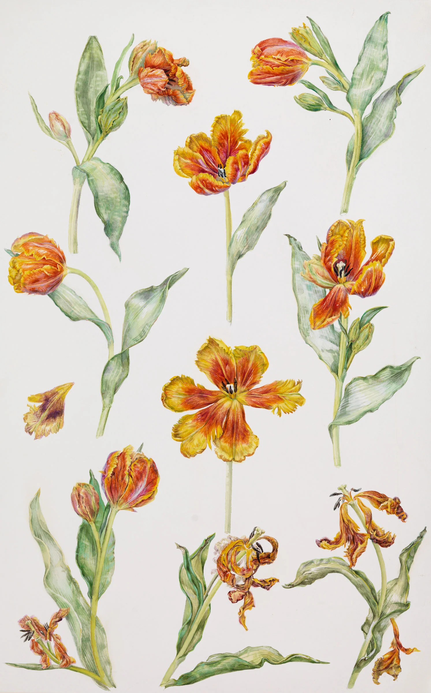 Parrot Tulips