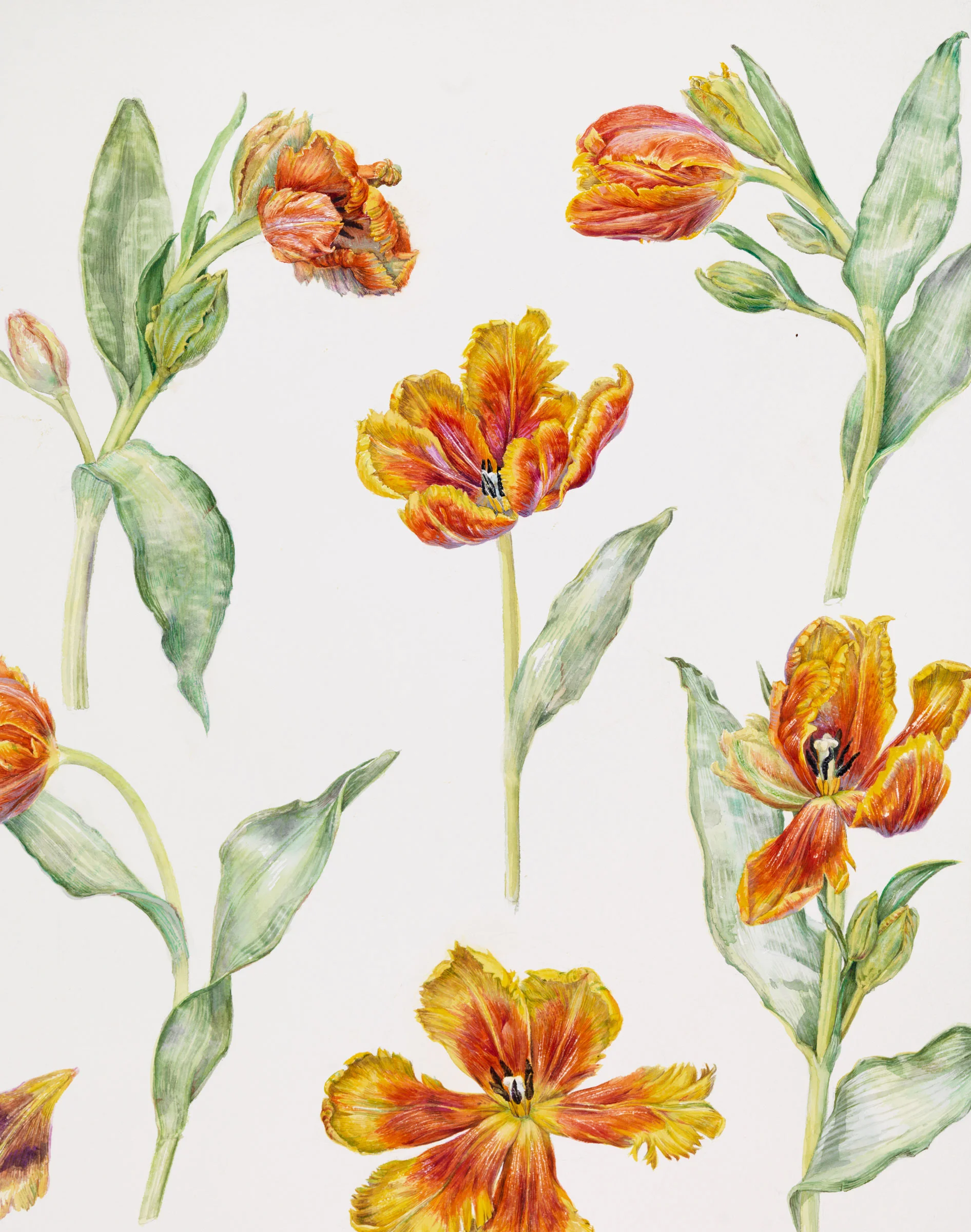 Parrot Tulips (detail)