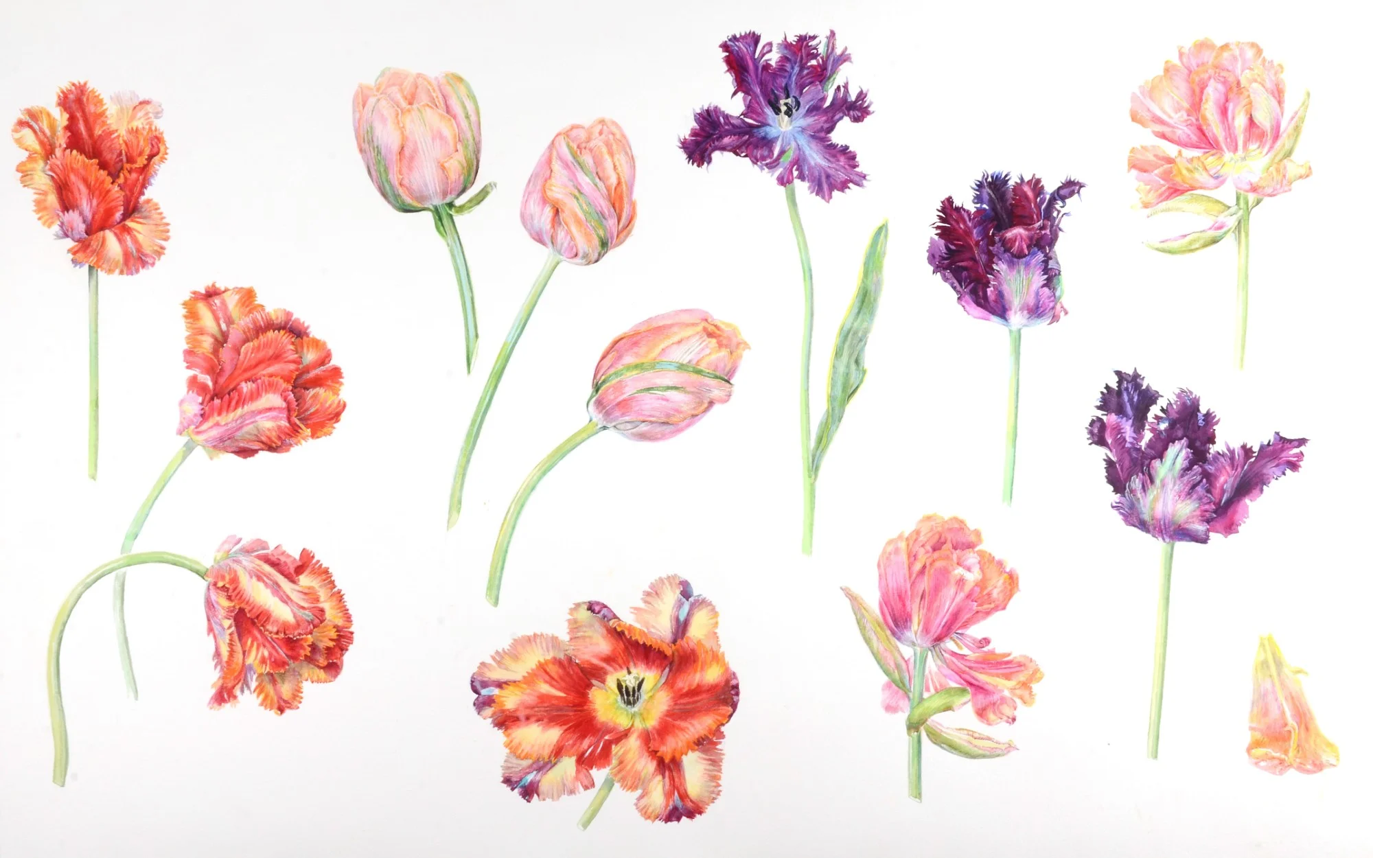 Parrot Tulips