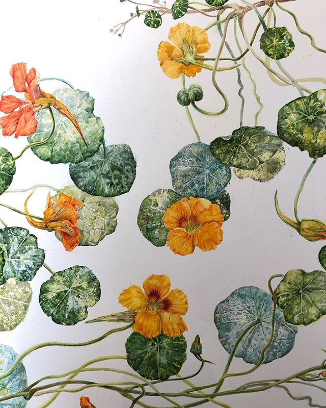 Nasturtiums