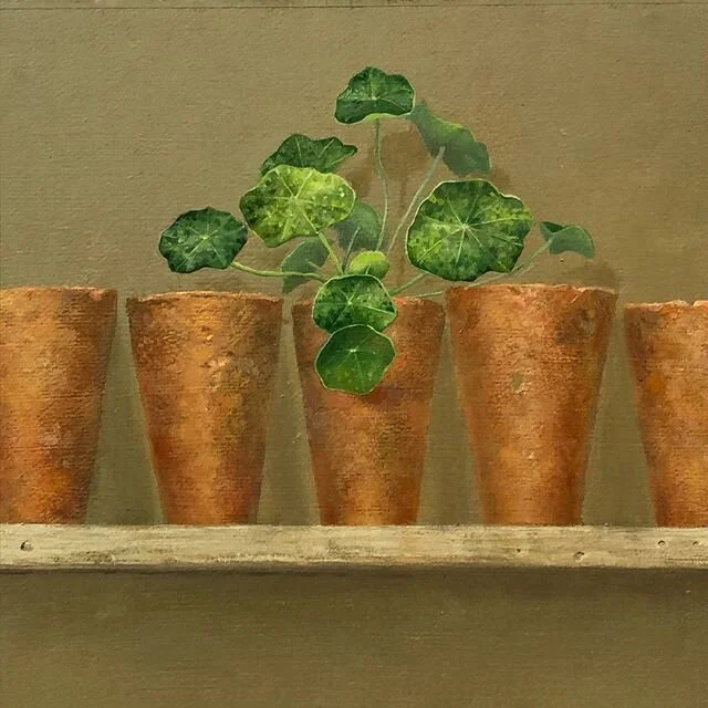 Growing nasturtiums from seed