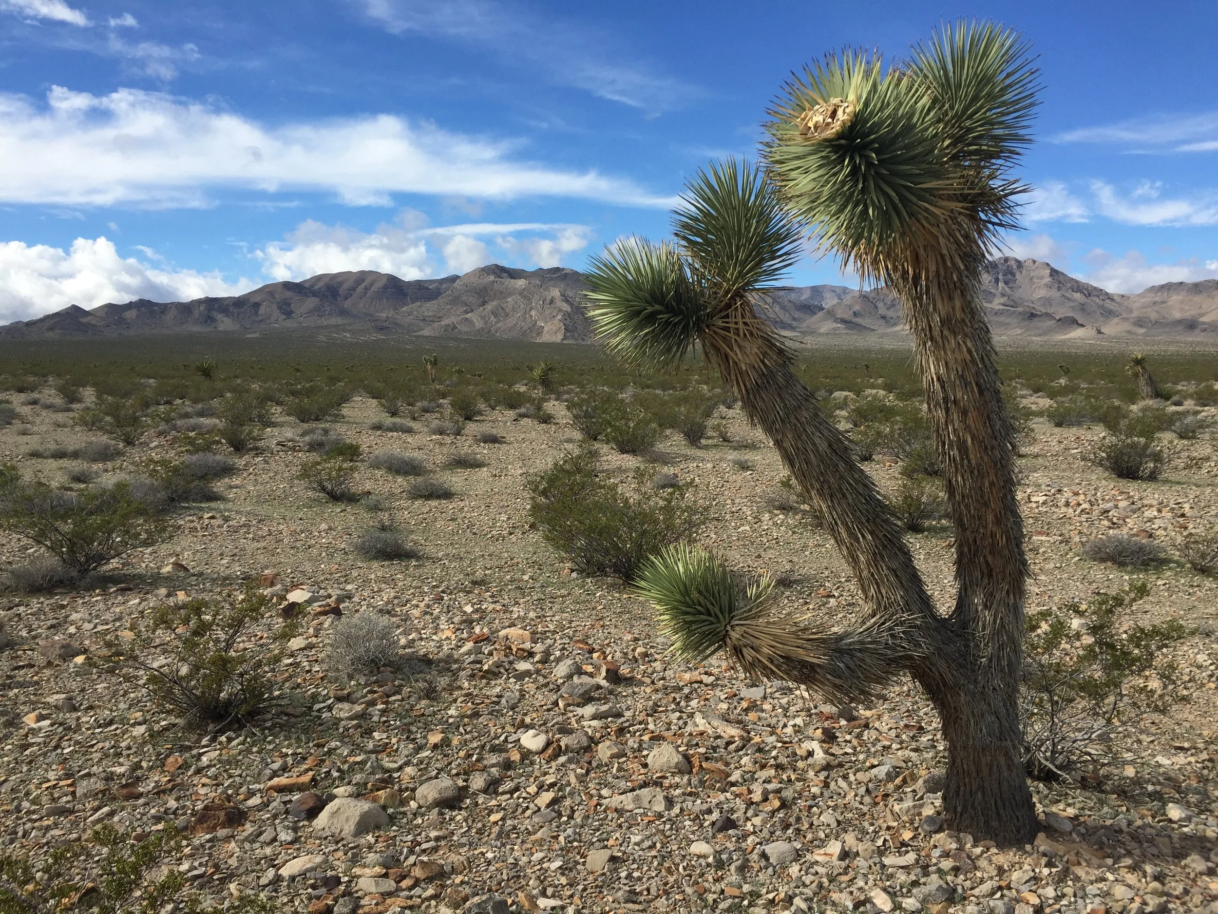 BLM Land Basin and Range.JPG