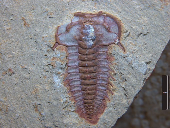 Chinese Cambrian Trilobite.png
