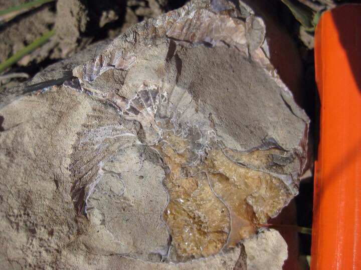 SWCA Pierre Shale Ammonite, Mixed Preservation.JPG
