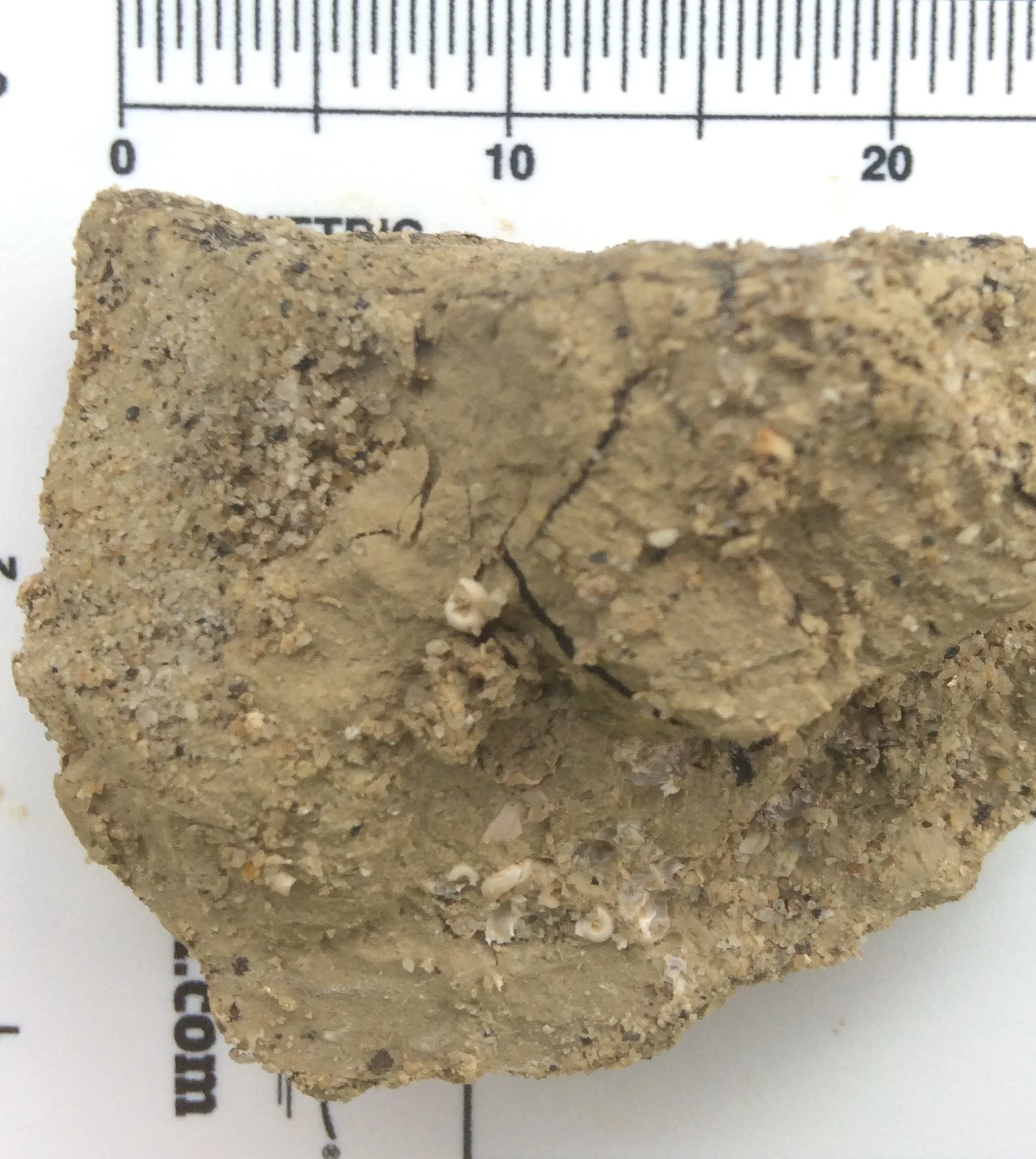 Variety of Invertebrate Fossils in Clay Matrix.jpg