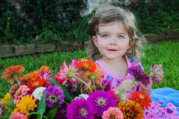 zinnias.jpg