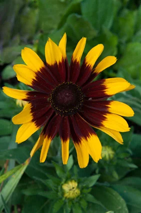 black eyed susan.jpg