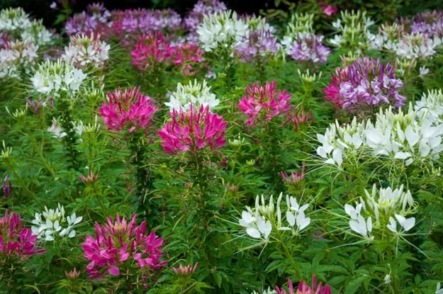 cleome.jpg