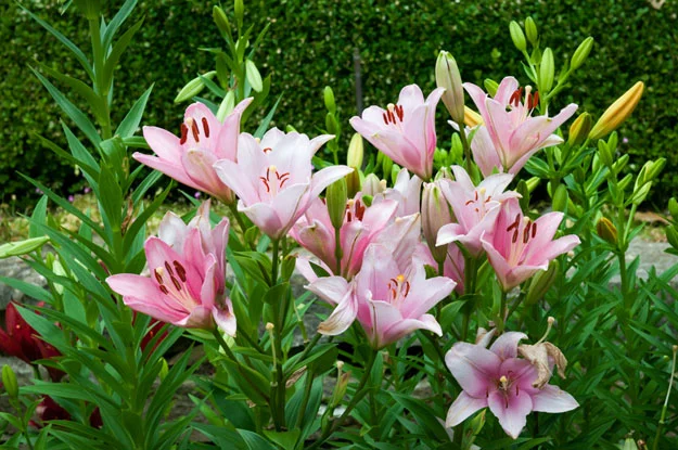 pink lilies.jpg