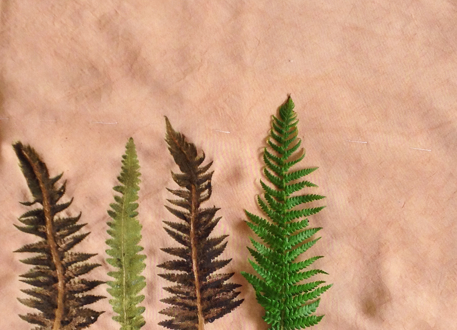 Ferns printed on ao textiles bespoke taffeta fabric and over dyed with natural colour.