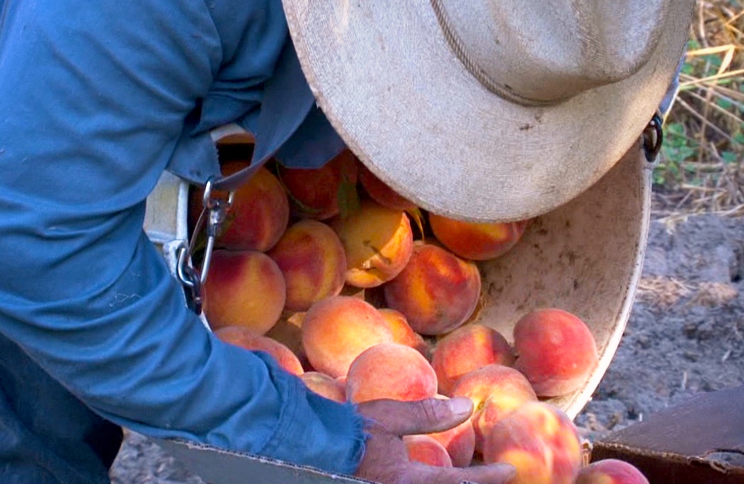 Francisco emptying peaches # 2.jpg