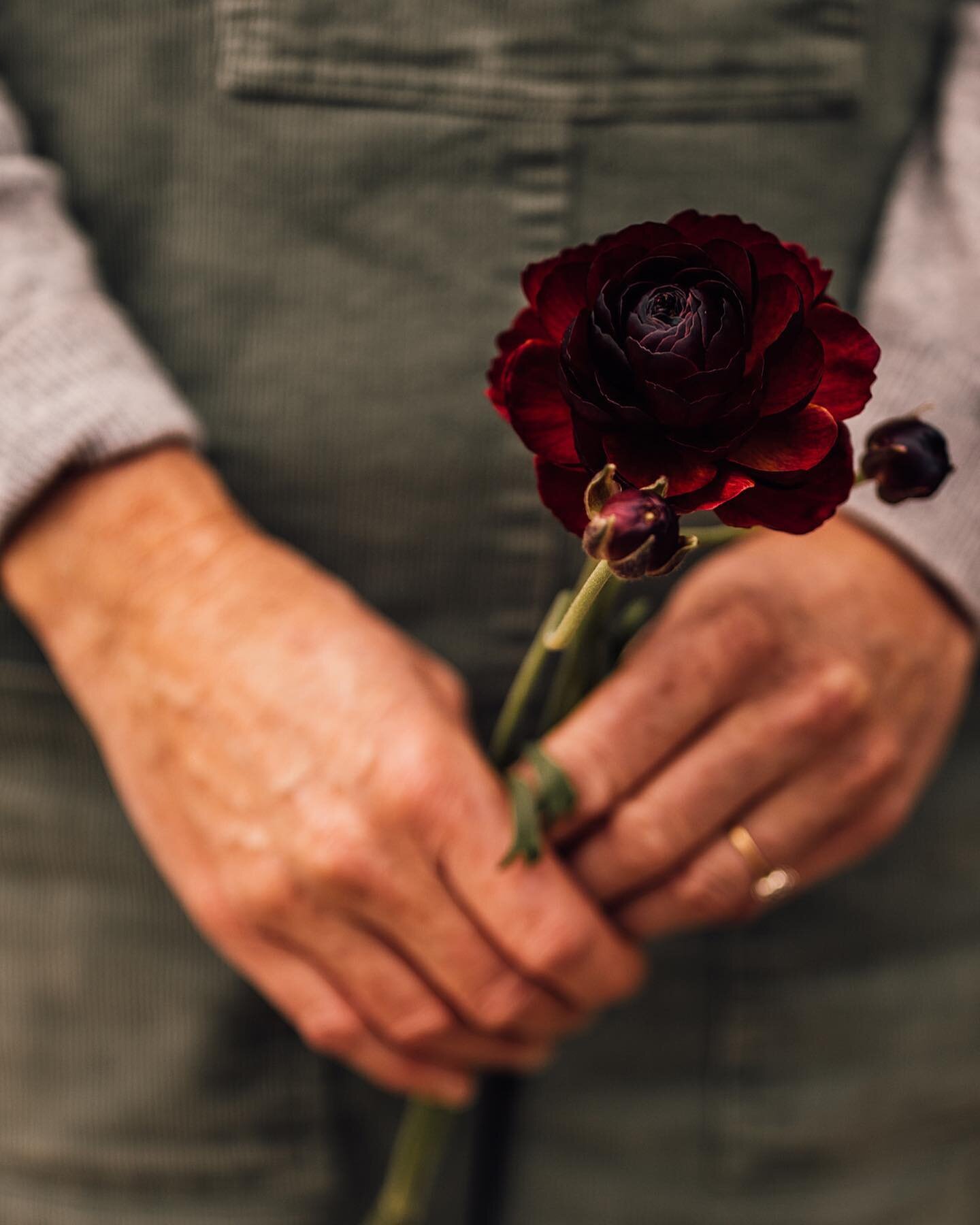 The beauty of Spring Ranunculus.🖤

Captured beautifully by @carrielaversphotography 
Growing and creating with beautiful flowers will always be my passion.

Mentor @jennibloomflowers 

#spring #springflowers #ranunculus #weddingflorist #mayo #wildat