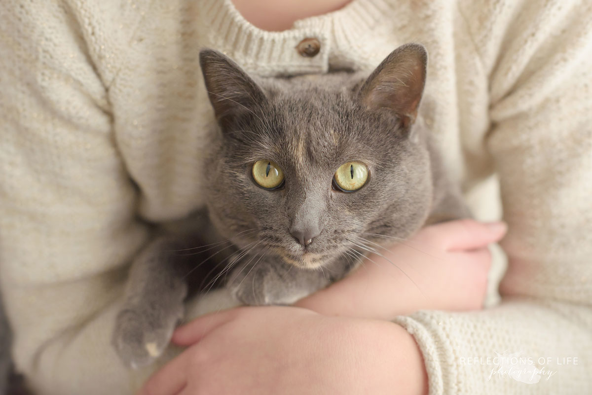 Gray Cat in Children's Arms Niagara Ontario