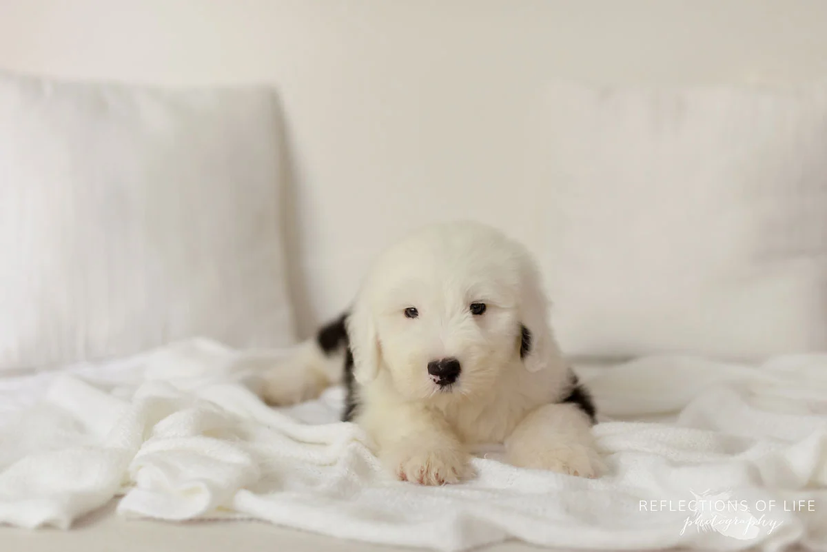 006 Niagara Region Ontario Canada Pet Photography Benny The Sheepdog.jpg