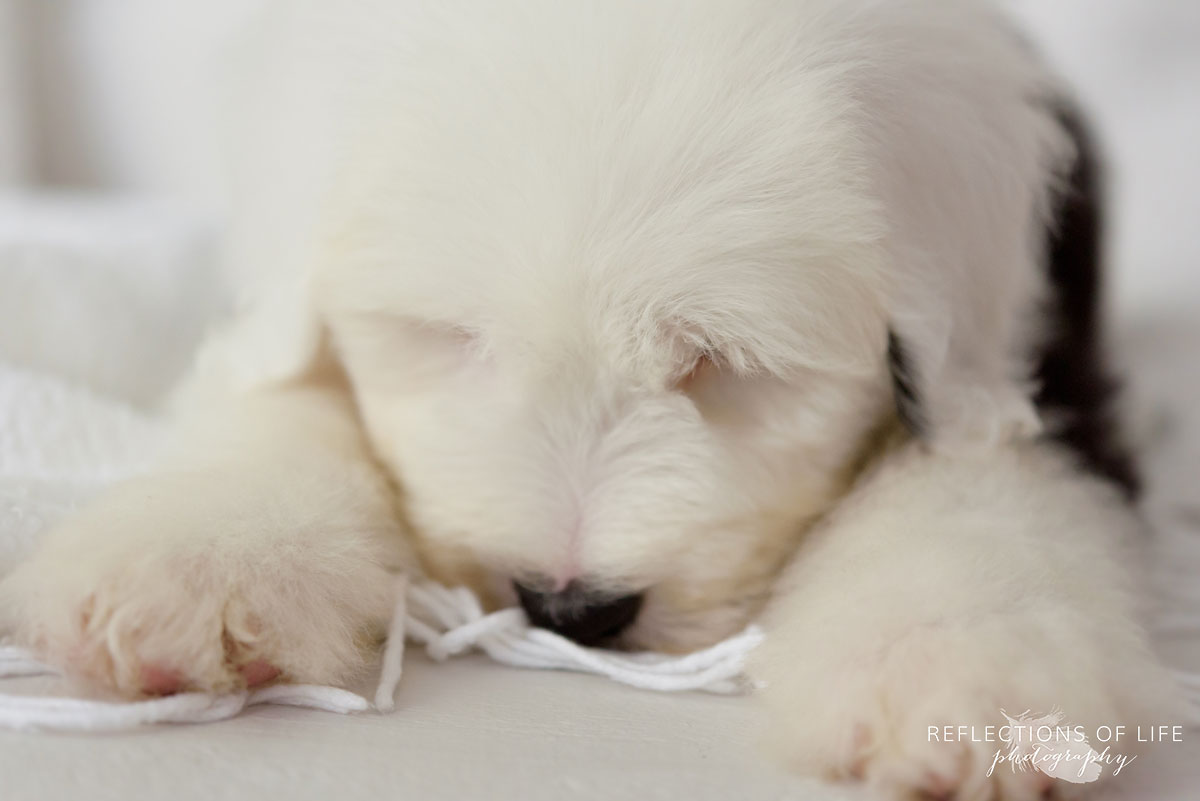 008 Puppy Photography Benny The Sheepdog.jpg