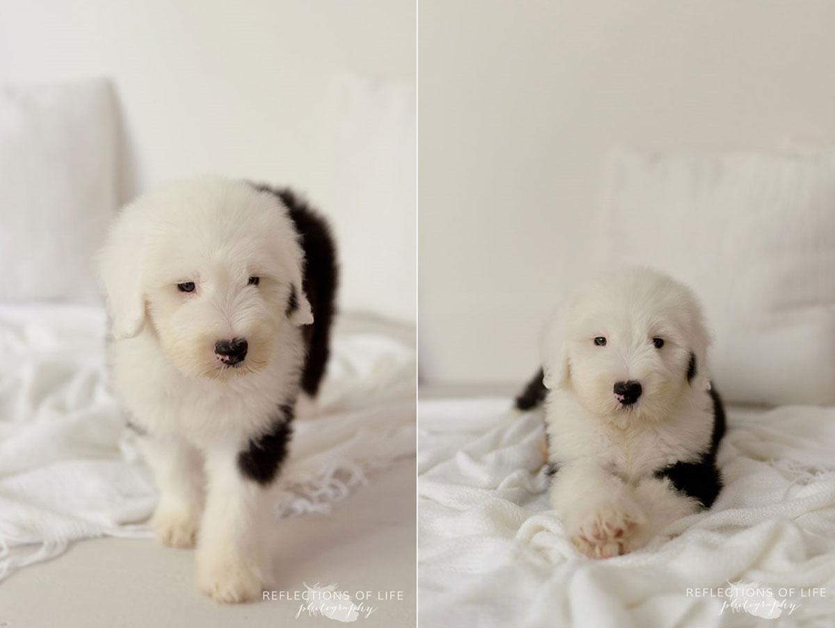 011 Grimsby Ontario Photography Benny The Sheepdog.jpg