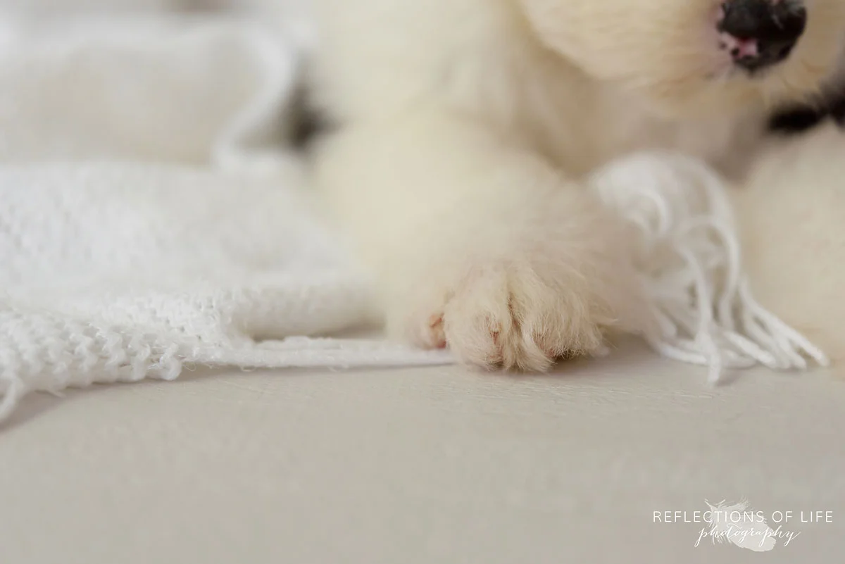 012 Professional Photography Benny The Old English Sheepdog.jpg