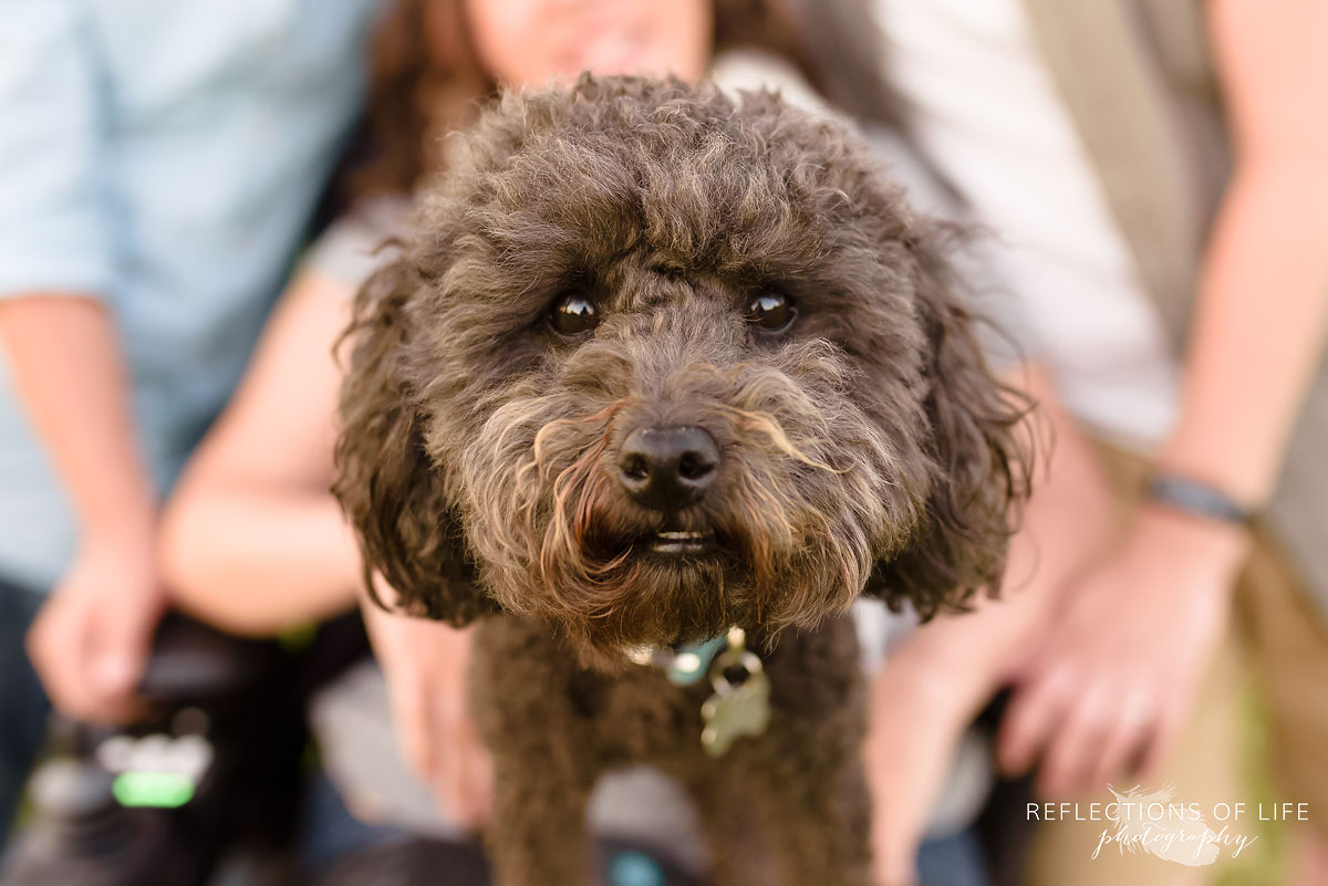 010 toronto pet photography outdoors
