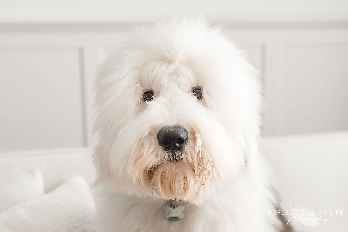 old English sheepdog all white room looking into camera