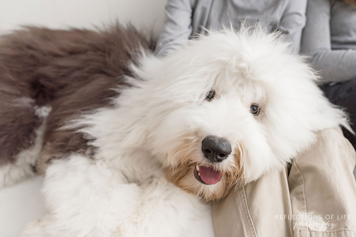 old english sheepdog laying on couch with kids
