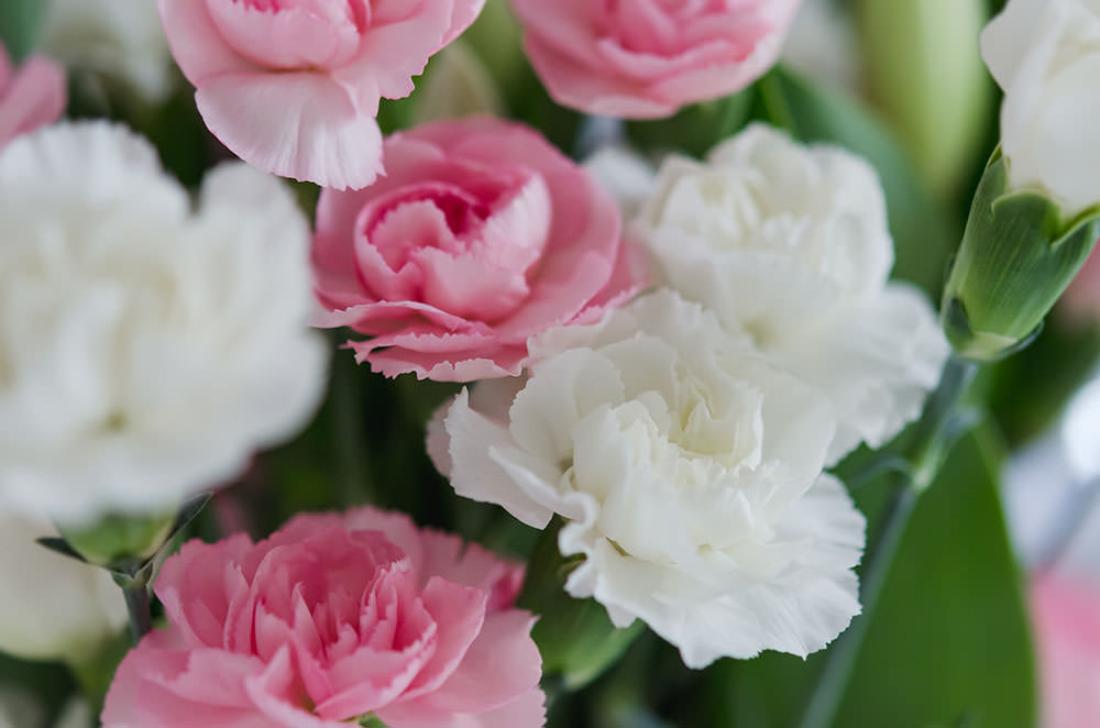 white and pink flowers macro