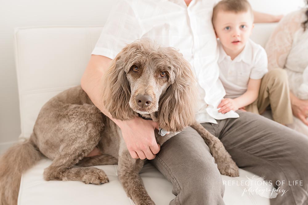 handsome dog poses for the camera while sitting on the couch with his family
