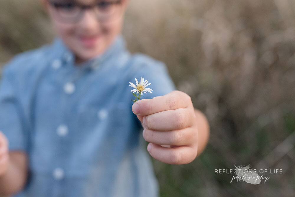 Little boy holding out a small daisy during family photo session in an open field in Grimsby