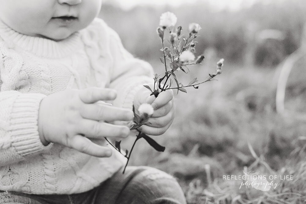 Baby playing with dandelion in black and white Niagara Region family photos