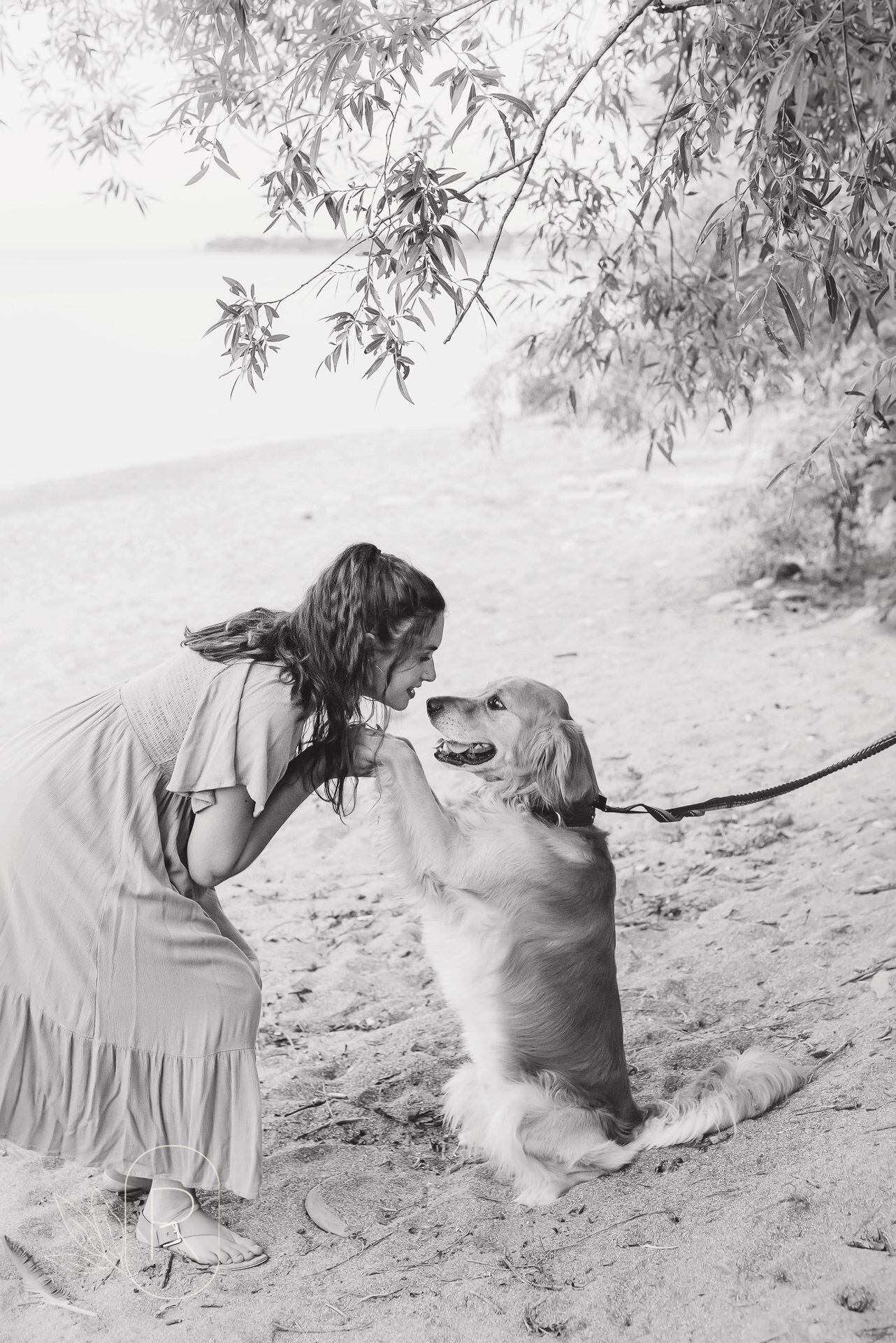 maternity photography ideas with dog