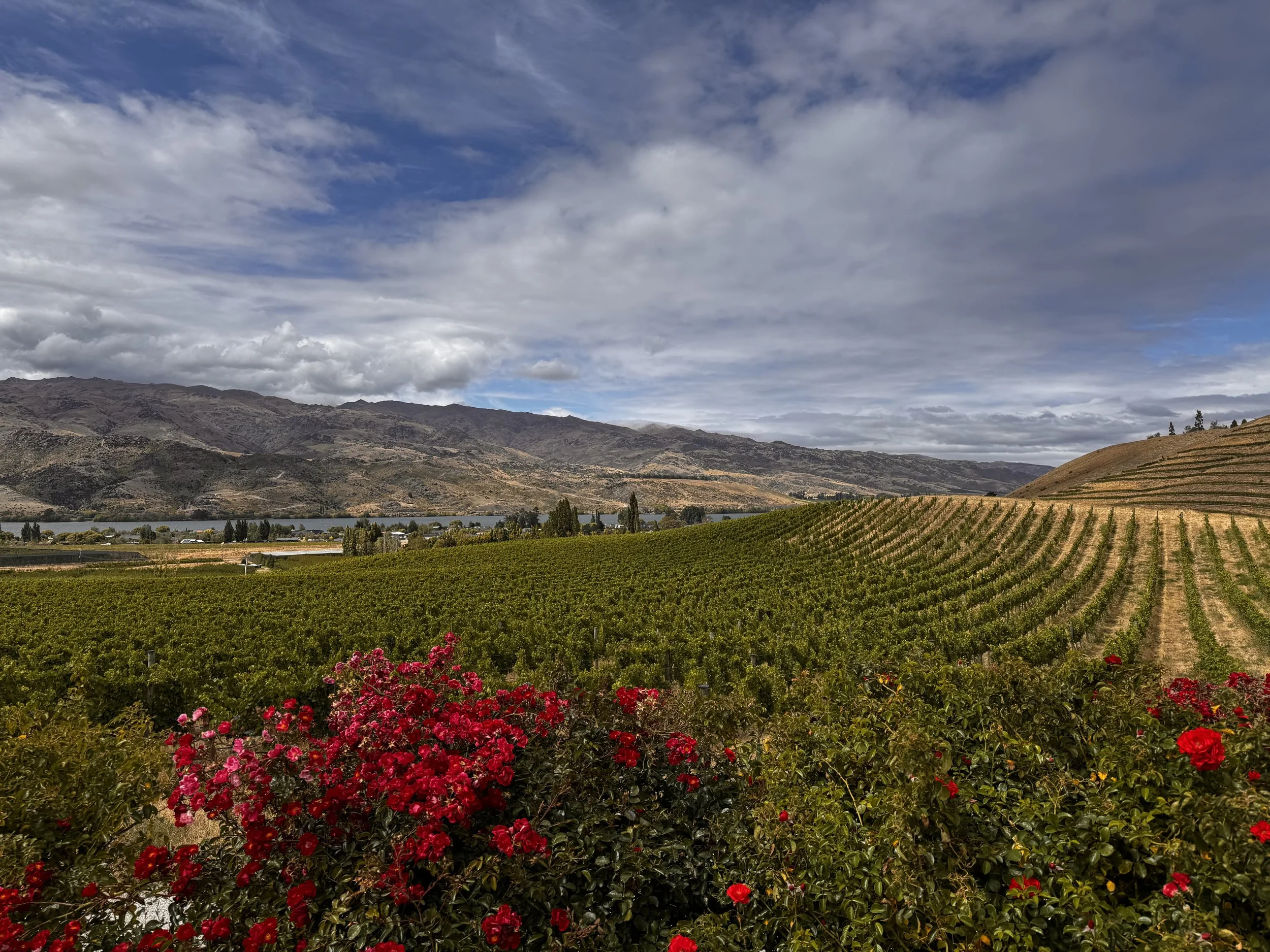 Prosperous Extemporizations in Vines While Soaring on Long White Clouds - New Zealand Wine Trip