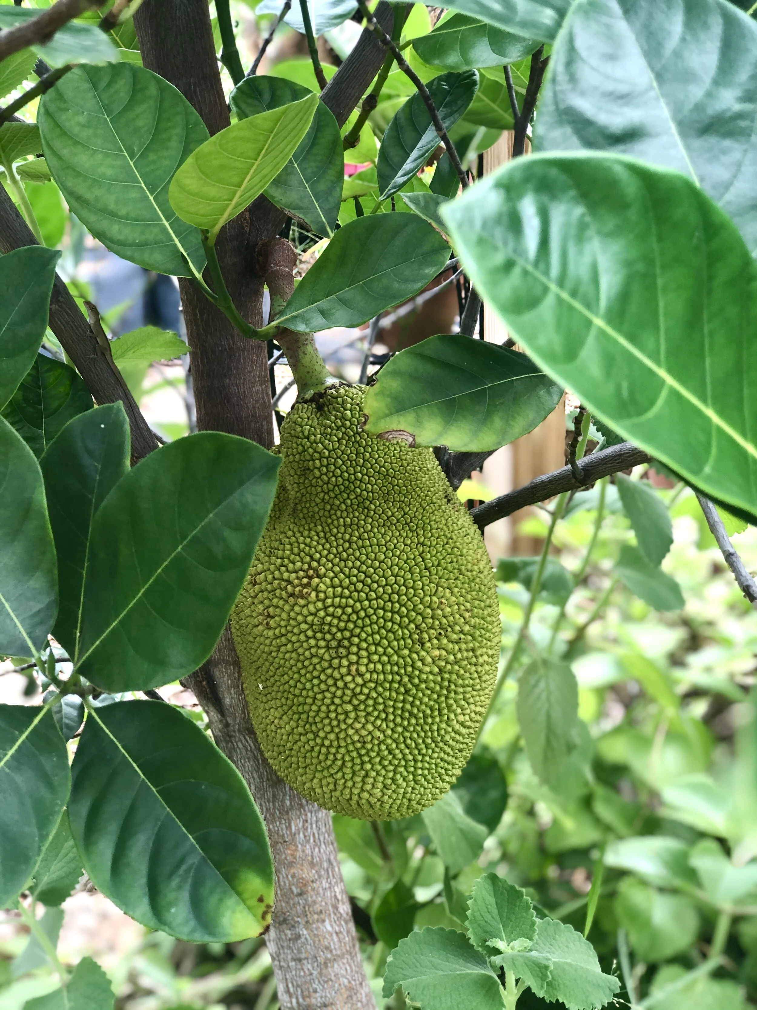Delray Beach Children's Garden