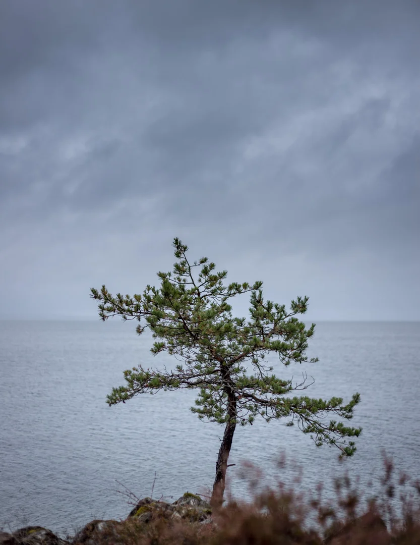 Canon 6D, Canon EF 50mm f1.8 -> 1/160 sek, f2,5, ISO 100, 50mm