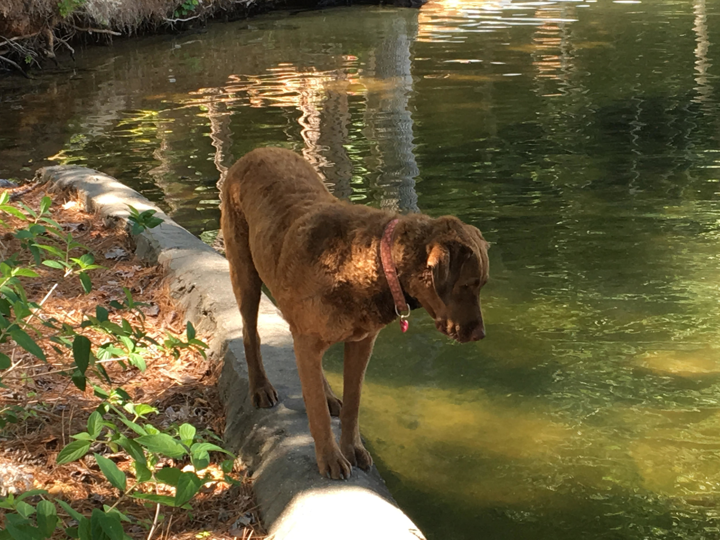 Sadie Fishing.jpg