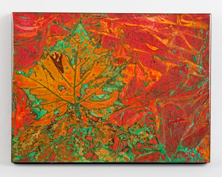 sycamore #553