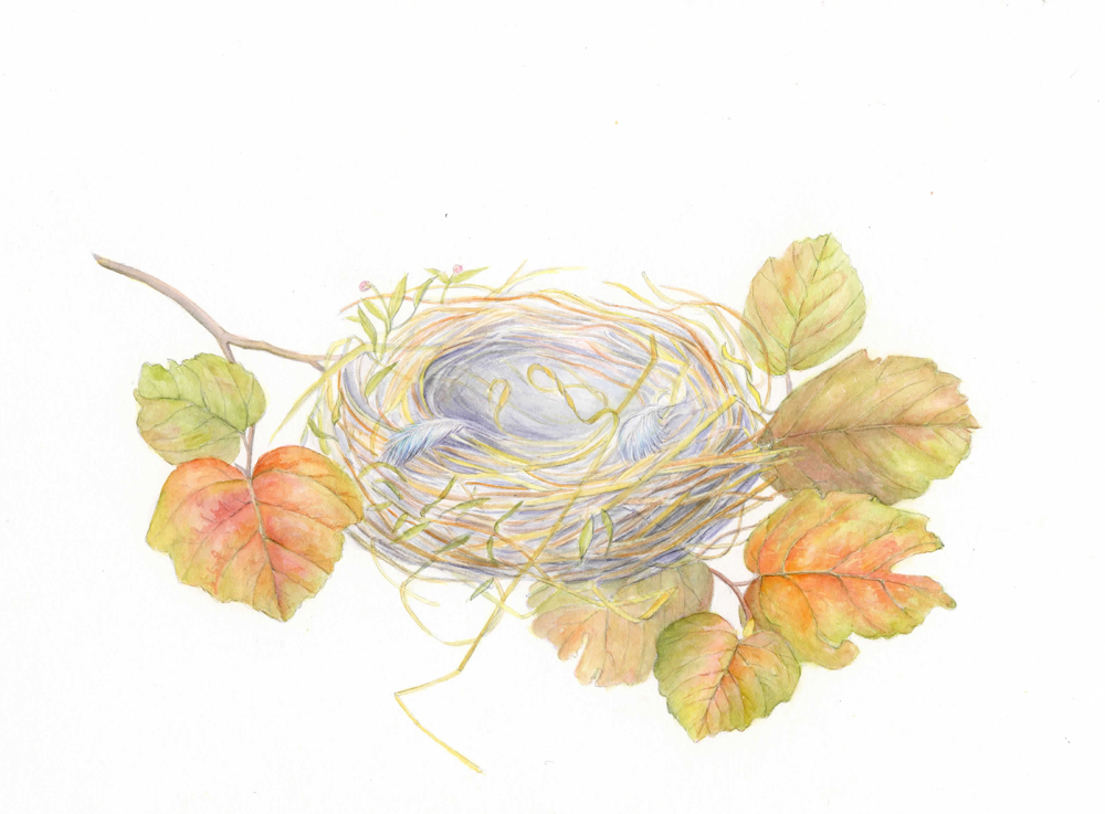 bird's nest.jpg