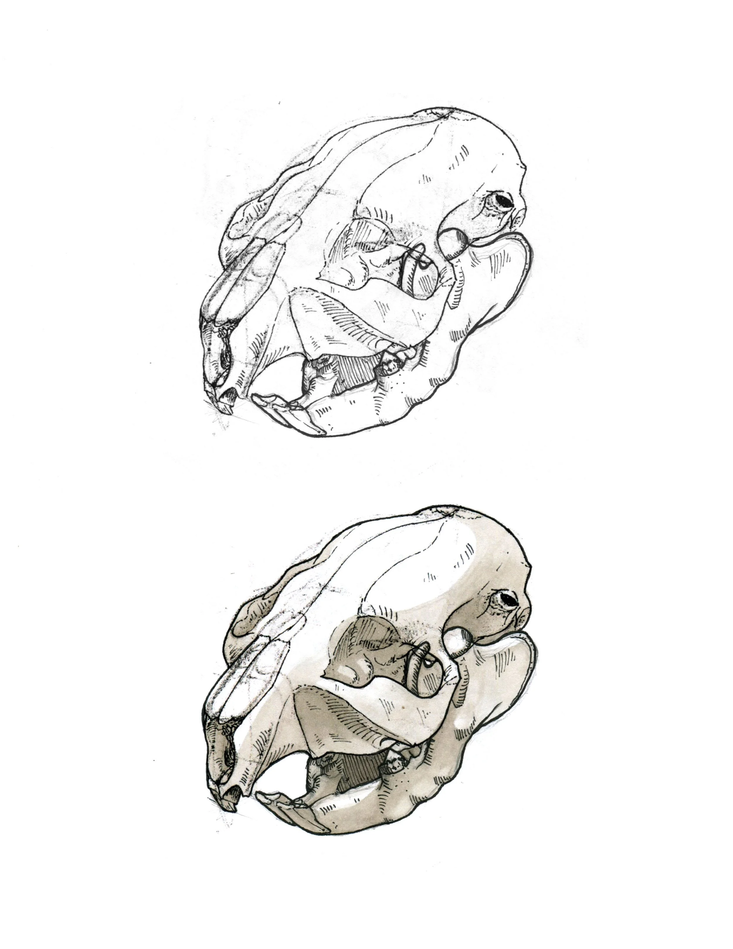 skulls web view9.jpg