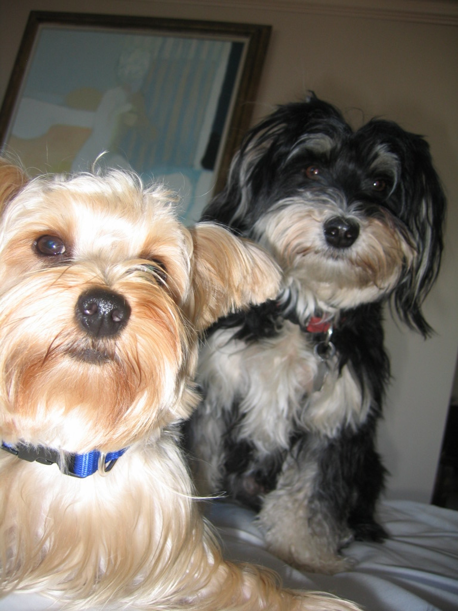 The Real Henry and Rocket