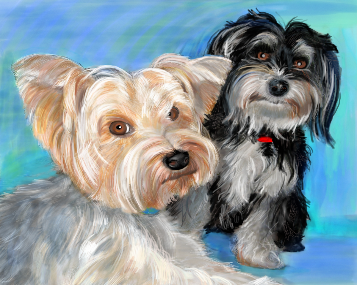 Henry and Rocket by Elizabeth B Martin