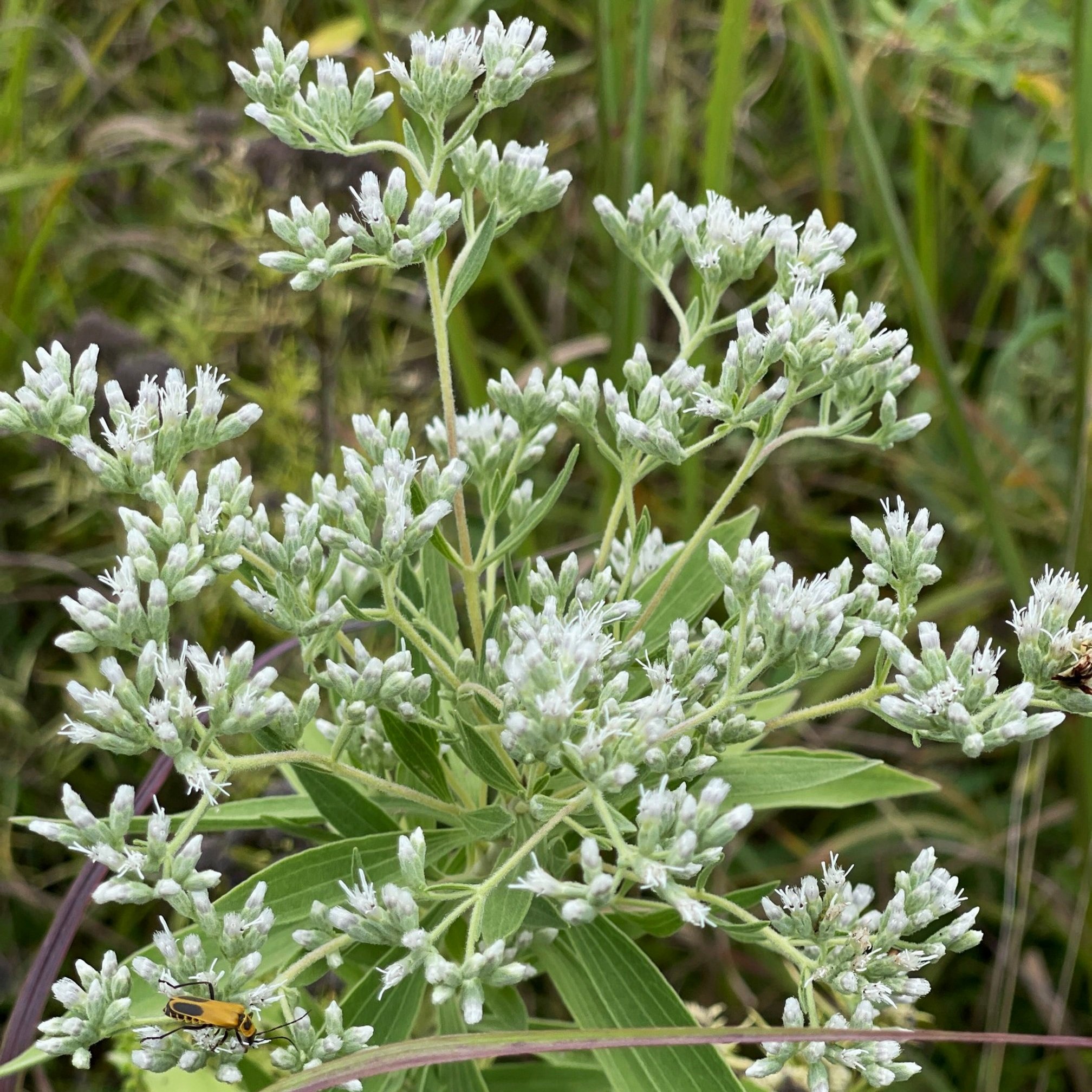 boneset+%28kelly+kindscher%29.jpg