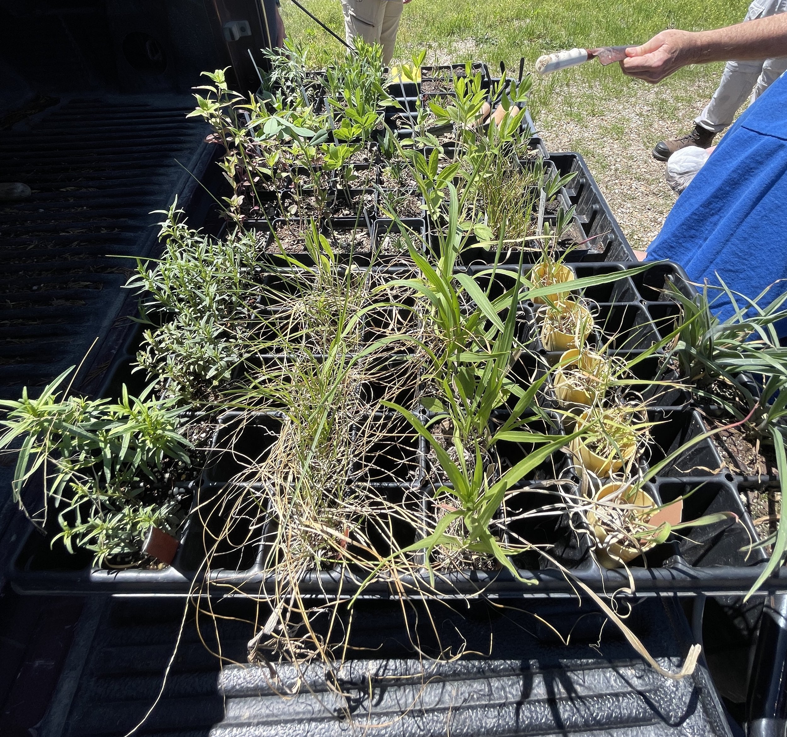 plants in truck bed.JPG