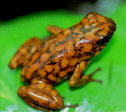 An O. sylvatica from an ecuadorian import in the 1990’s and My first large obligate. Picture mine, circa 1999
