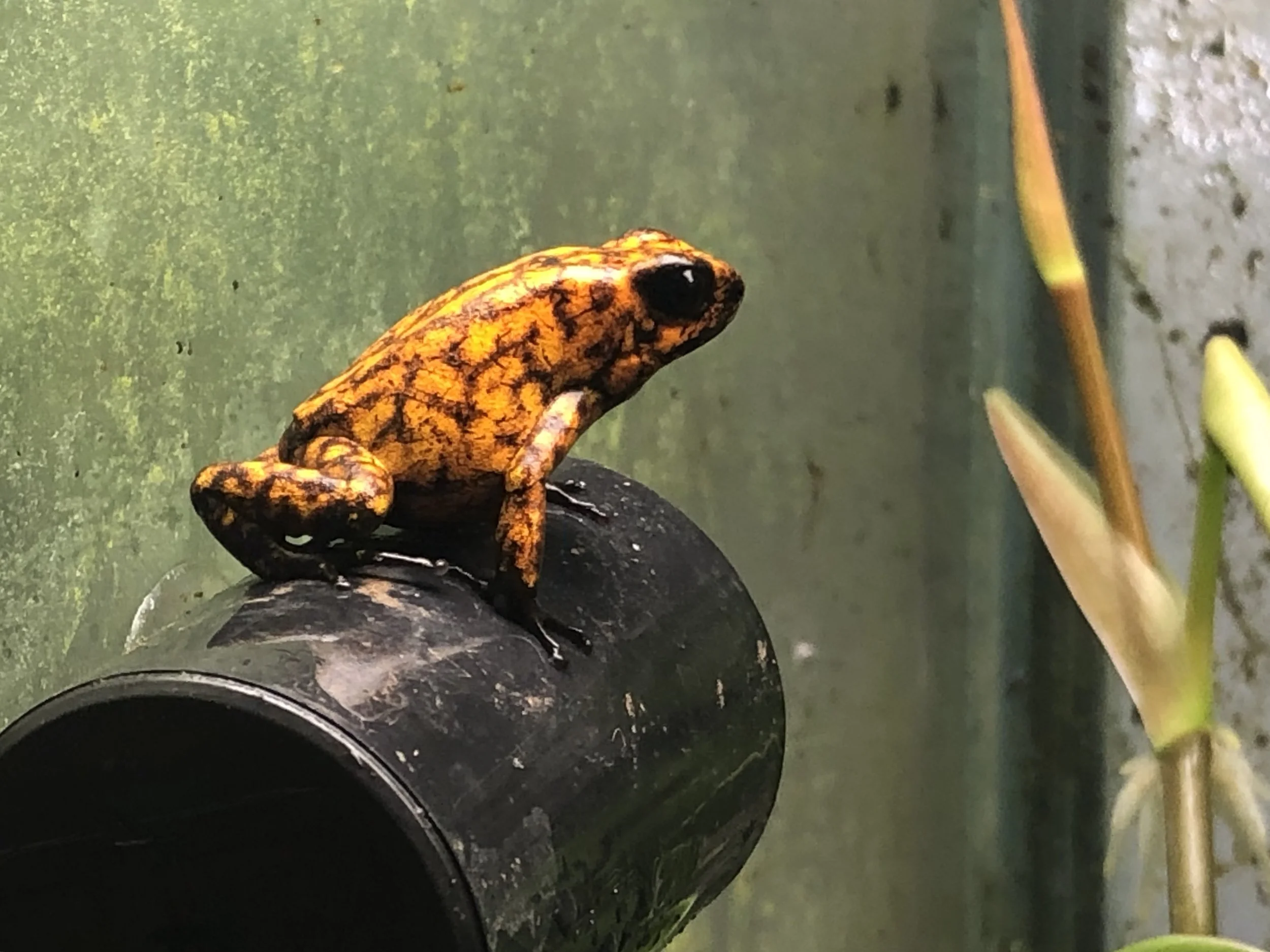Male O. sylvatica ‘Alto Tambo’ guarding the third clutch