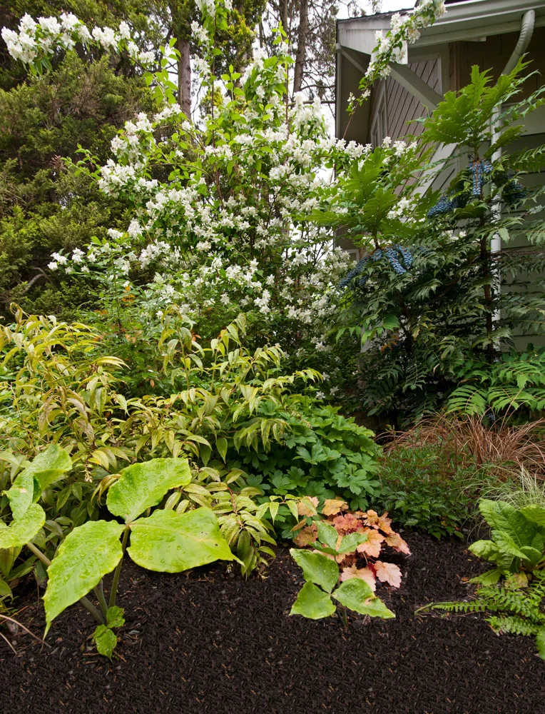 mahonia area.jpg