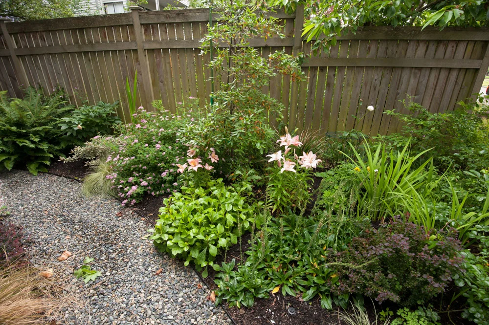 path right front pink lilies.jpg