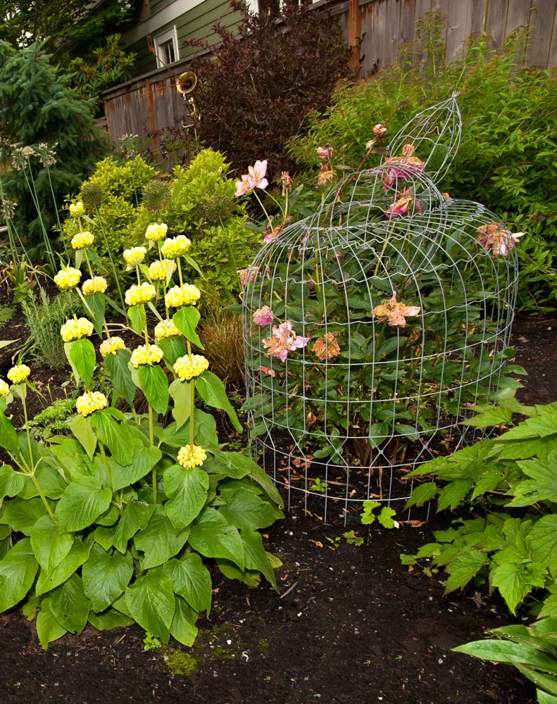 wire cage.jpg