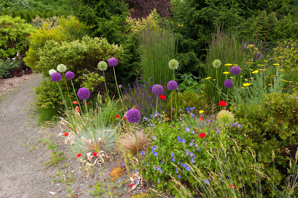 alliums on side of house 2.jpg