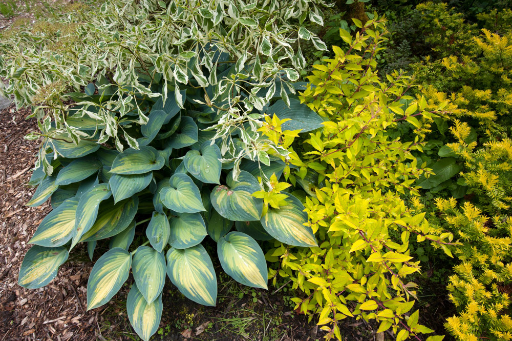 blue hosta 2.jpg